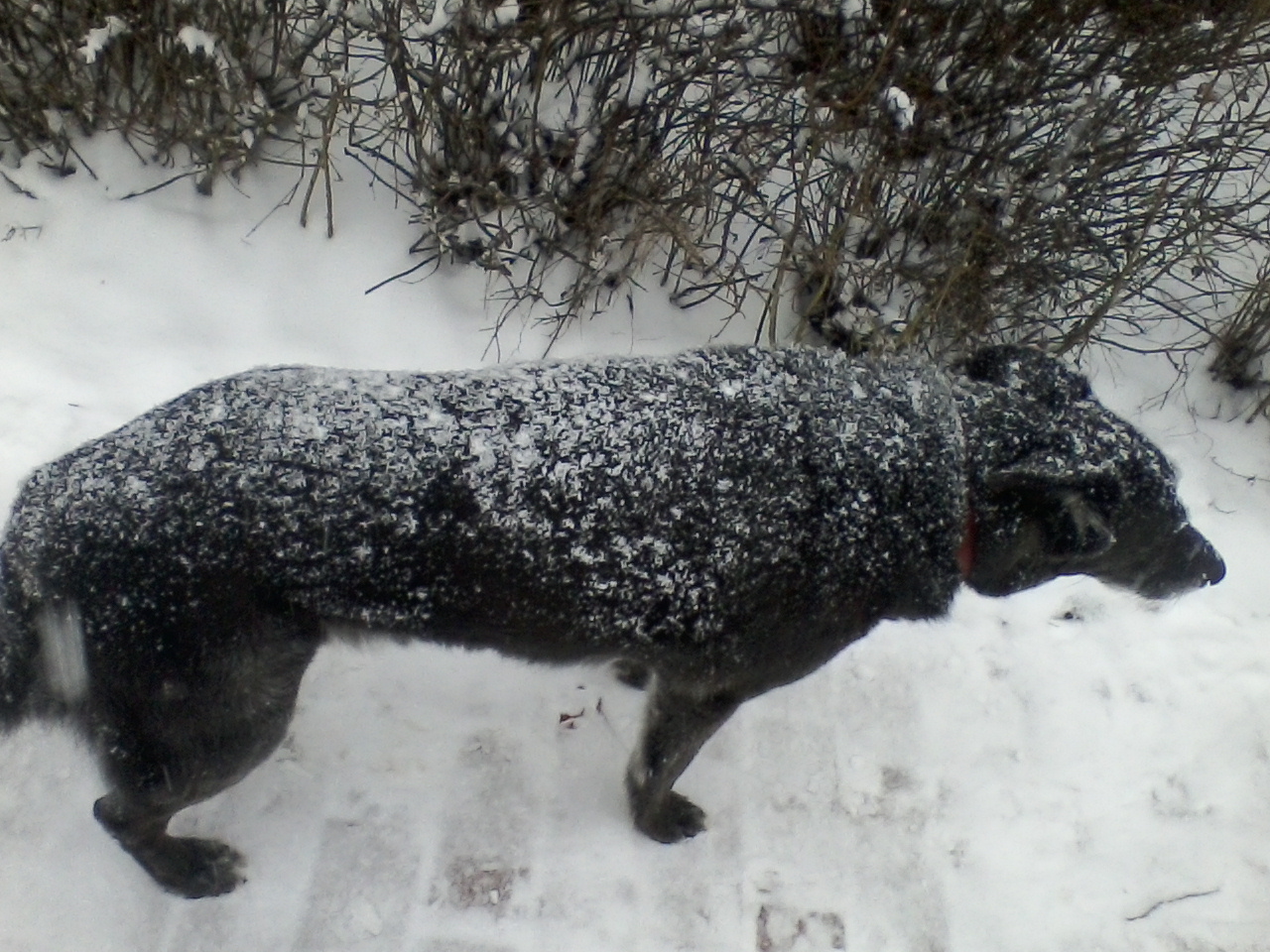 Echt krasser Winter.jpg (1280 x 960)